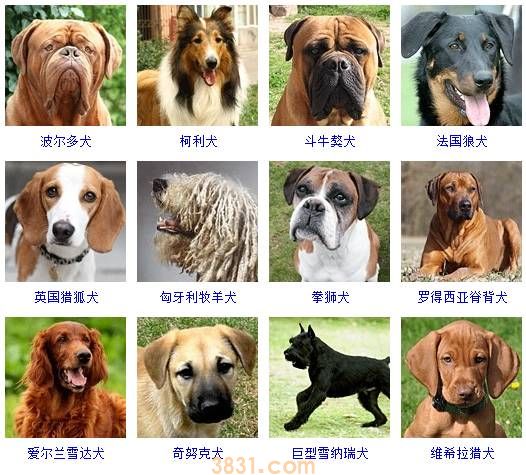 狗狗品种大全按体型智商怎么分(图14)