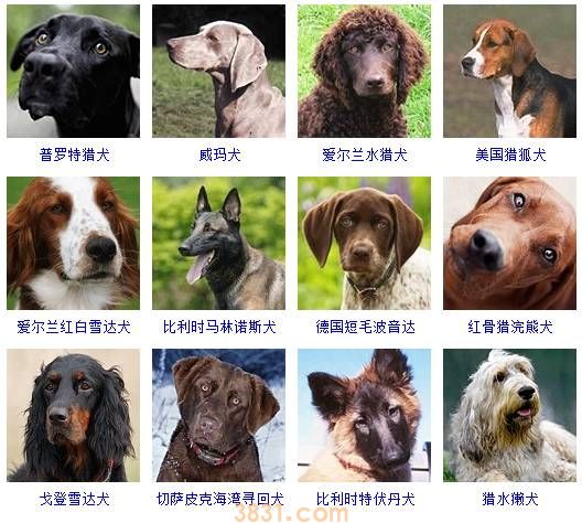 狗狗品种大全按体型智商怎么分(图15)