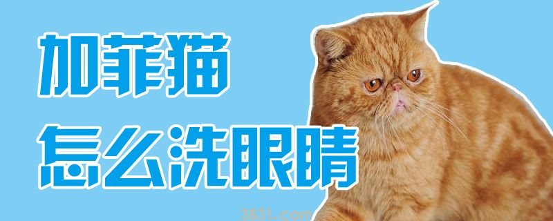 加菲猫怎么洗眼睛(图1)