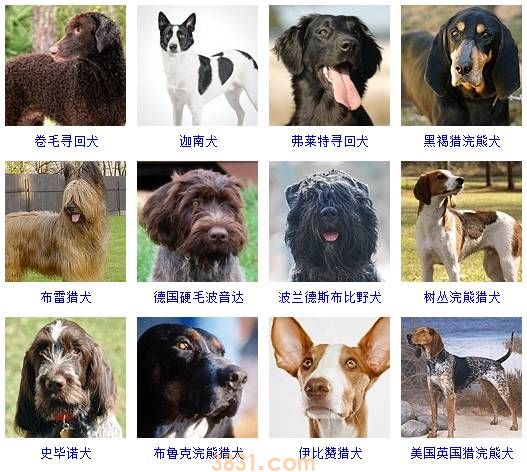 狗狗品种大全按体型智商怎么分(图16)