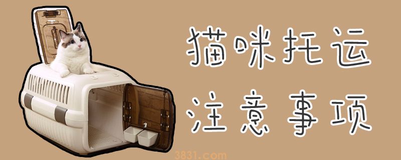 猫咪托运注意事项(图1)