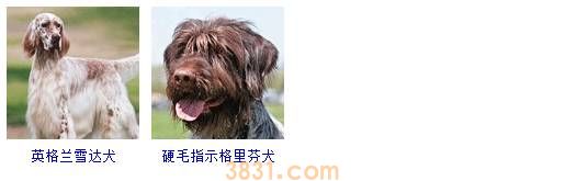 狗狗品种大全按体型智商怎么分(图17)