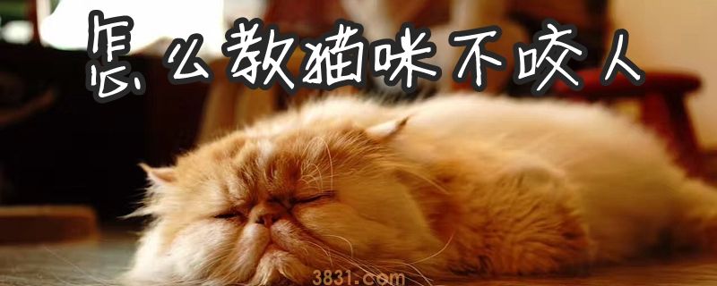 怎么教猫咪不咬人(图1)