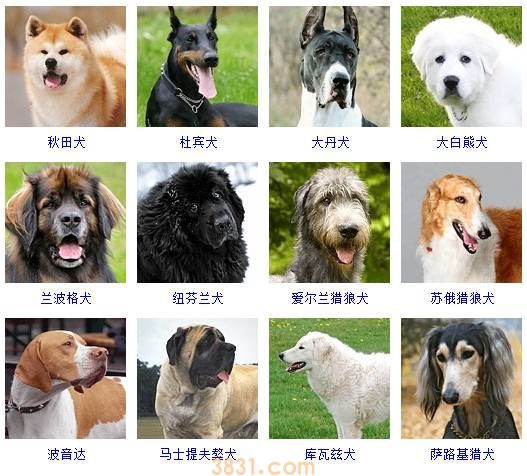 狗狗品种大全按体型智商怎么分(图18)