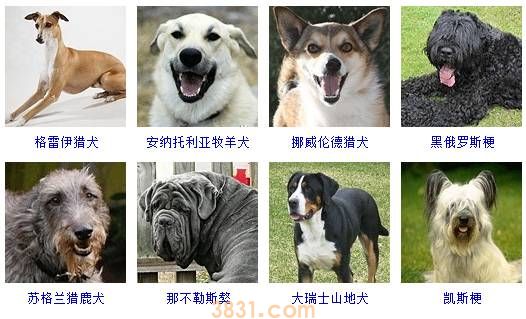 狗狗品种大全按体型智商怎么分(图19)