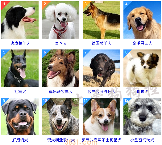 狗狗品种大全按体型智商怎么分(图20)