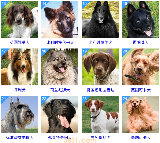 狗狗品种大全按体型智商怎么分(图21)