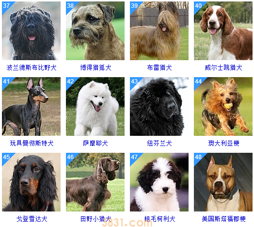 狗狗品种大全按体型智商怎么分(图23)