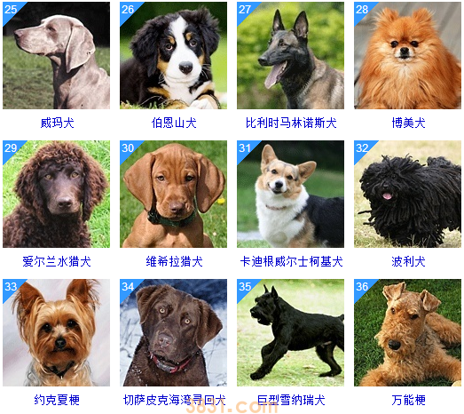 狗狗品种大全按体型智商怎么分(图22)