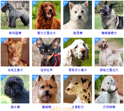 狗狗品种大全按体型智商怎么分(图24)