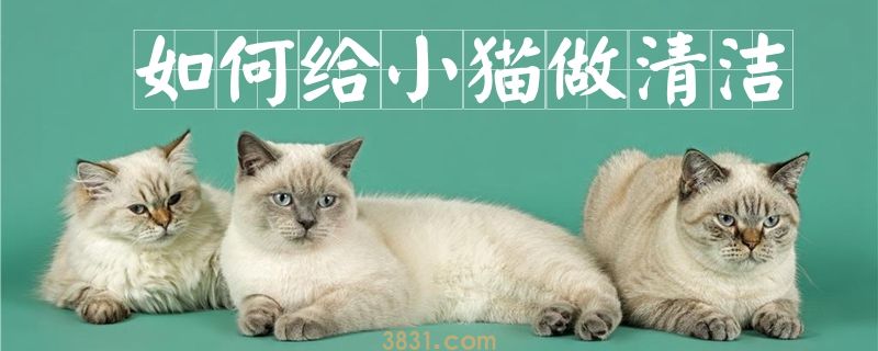 如何给小猫做清洁(图1)