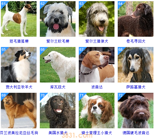 狗狗品种大全按体型智商怎么分(图25)