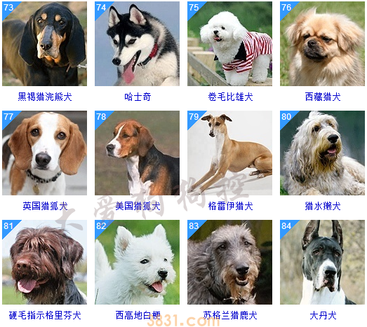 狗狗品种大全按体型智商怎么分(图26)