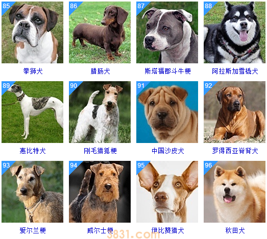 狗狗品种大全按体型智商怎么分(图27)