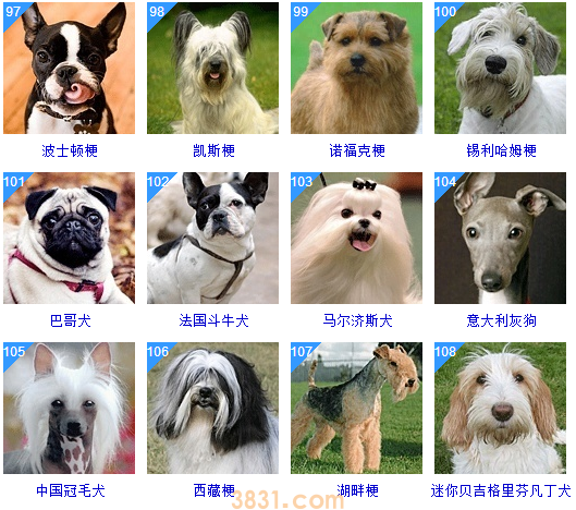 狗狗品种大全按体型智商怎么分(图28)