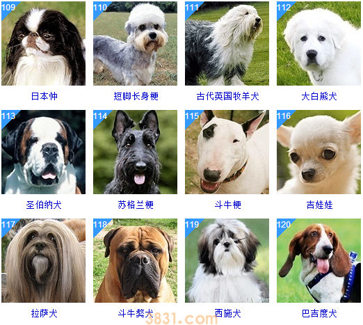 狗狗品种大全按体型智商怎么分(图29)
