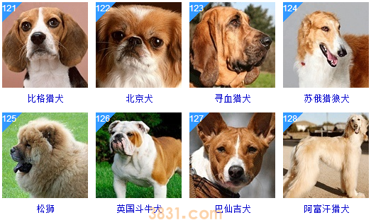 狗狗品种大全按体型智商怎么分(图30)