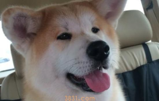 8条关于狗狗的小秘密 爱汪的你知道吗?(图1)