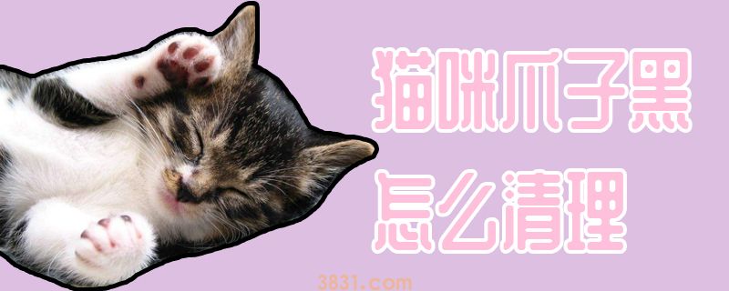 猫咪爪子黑怎么清理(图1)