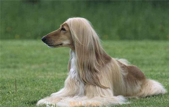 如何饲养阿富汗猎犬 饲养阿富汗猎犬要注意什么(图2)