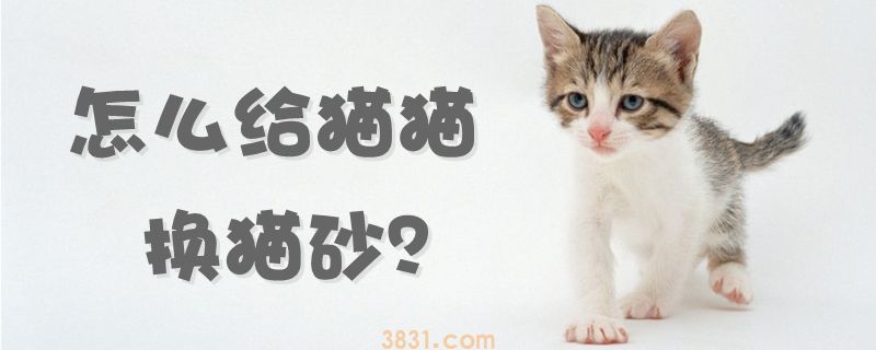 怎么给猫猫换猫砂(图1)