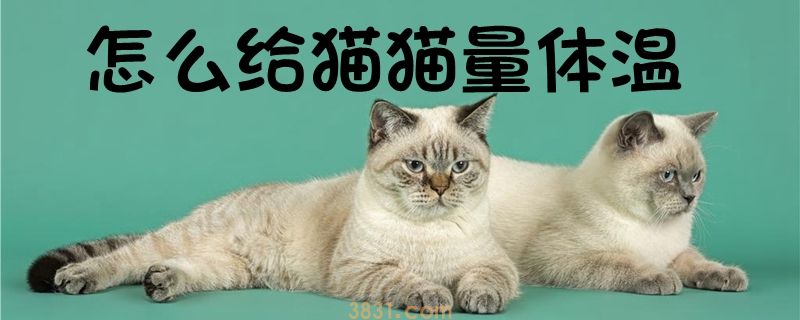 怎么给猫猫量体温(图1)