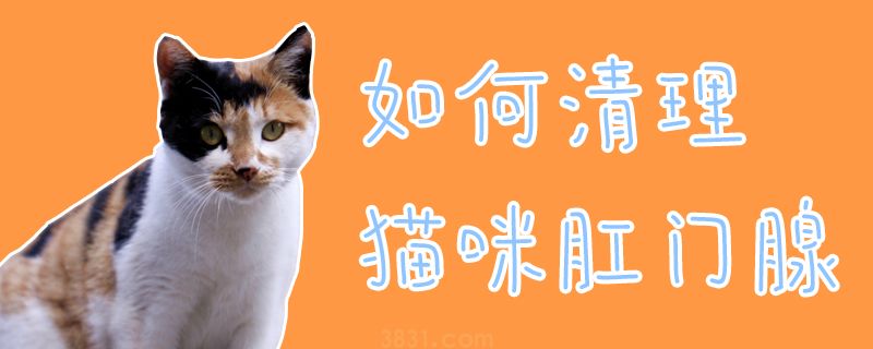 如何清理猫咪肛门腺(图1)