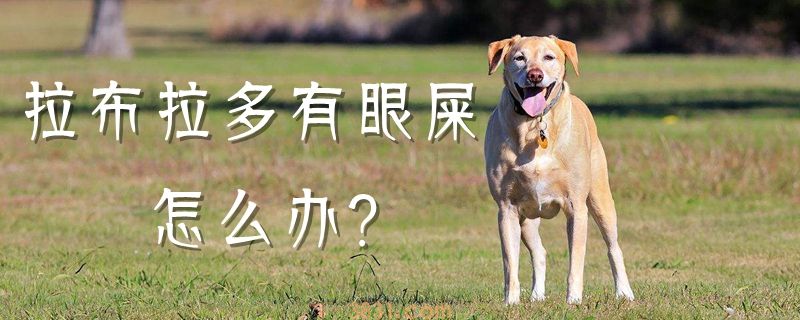 拉布拉多有眼屎怎么办(图1)