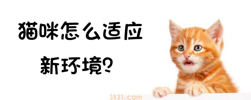 猫咪怎么适应新环境(图1)
