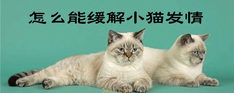 怎么能缓解小猫发情(图1)