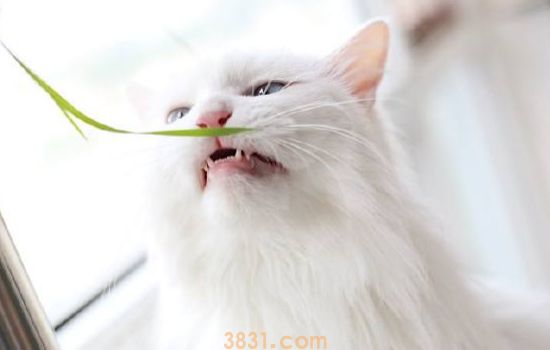波斯猫为什么不能养 这三个原因是关键(图1)