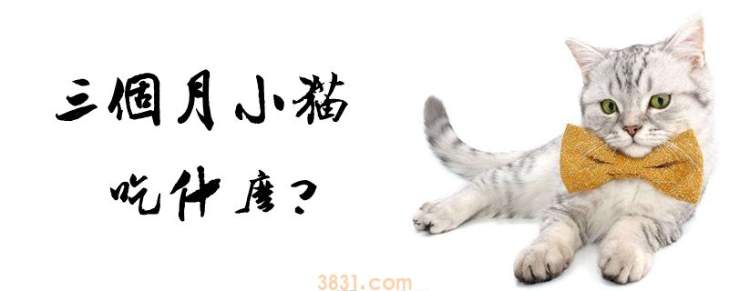 三个月小猫吃什么(图1)