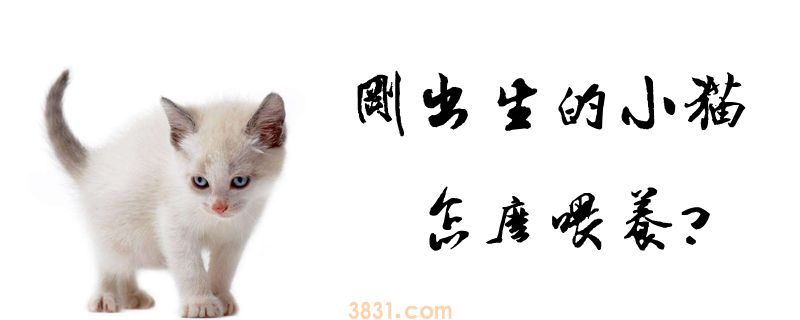 刚出生的小猫怎么喂养(图1)