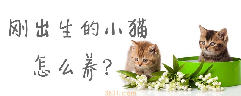 刚出生的小猫怎么养(图1)