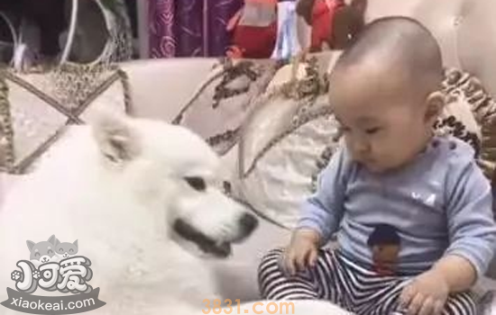 狗狗临终前的告别方式 我们该如何与宠物告别(图3)