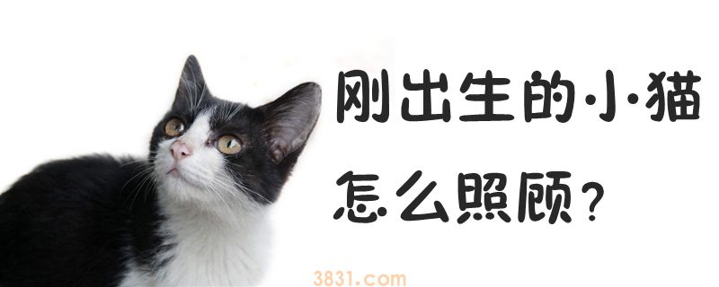 刚出生的小猫怎么照顾(图1)
