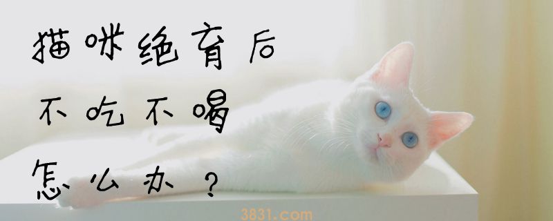 猫咪绝育后不吃不喝怎么办(图1)
