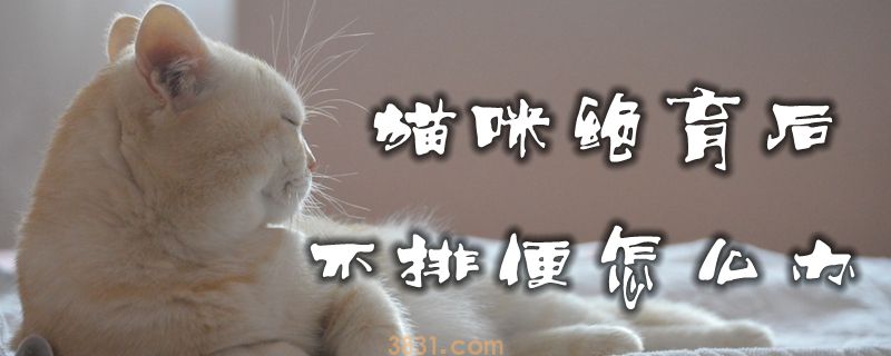猫咪绝育后不排便怎么办(图1)