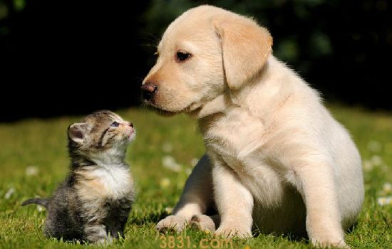 养猫和养狗的人区别 养狗的人和养猫的人究竟哪里不同(图1)