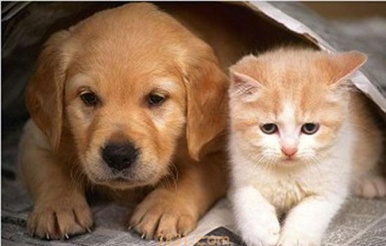 养猫和养狗的人区别 养狗的人和养猫的人究竟哪里不同(图2)