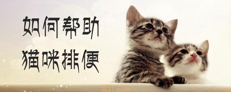 如何帮助猫咪排便(图1)