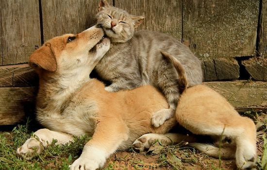 养猫和养狗的人区别 养狗的人和养猫的人究竟哪里不同(图3)