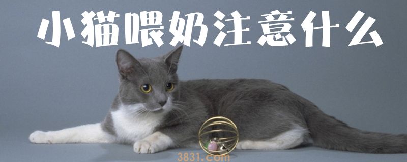 小猫喂奶注意什么(图1)