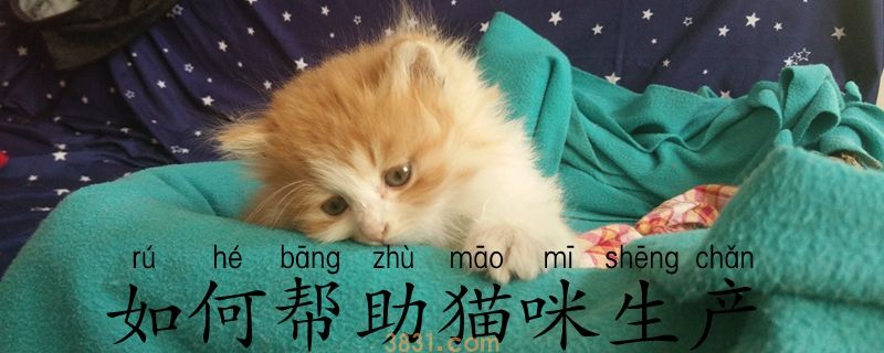 如何帮助猫咪生产(图1)