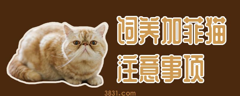 饲养加菲猫注意事项(图1)