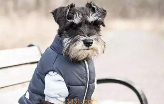 雪纳瑞的性格优缺点 活泼开朗但爱打架(图1)