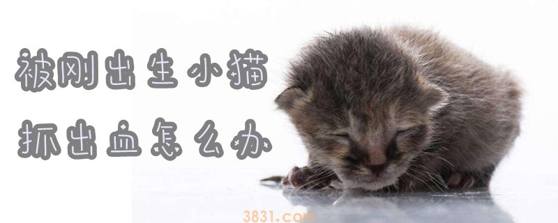 被刚出生小猫抓出血怎么办(图1)