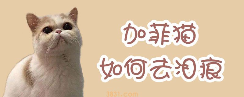 加菲猫如何去泪痕(图1)