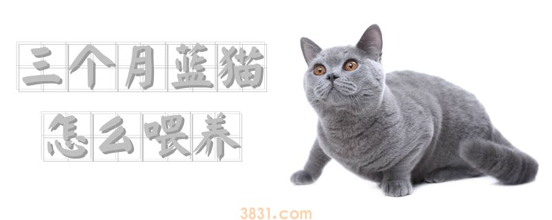 三个月蓝猫怎么喂养(图1)
