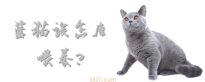 蓝猫该怎么喂养(图1)